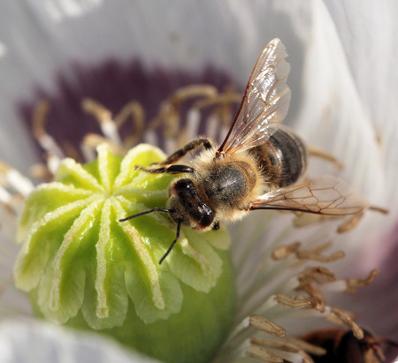 Bees at flower at workの写真素材
