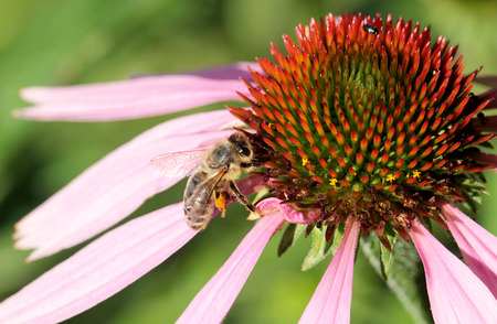 Bees at work at flowerの写真素材