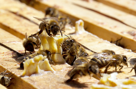 Bees on honeycomb in the hiveの写真素材