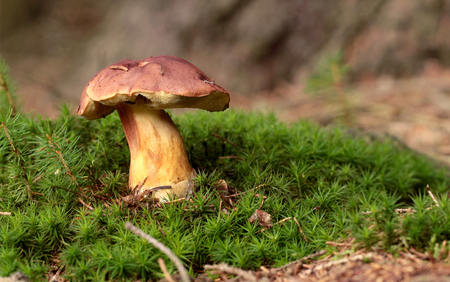 Boletus in moss in forest