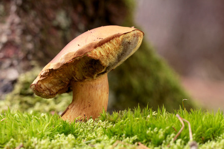 Boletus in moss in forestの写真素材
