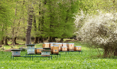 Bees on honeycomb in the hiveの写真素材