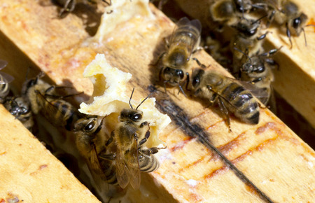 Bees on honeycomb in the hive