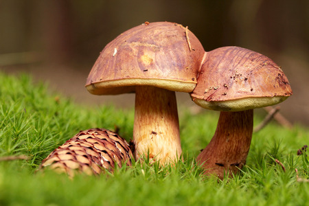 Boletus in moss in forest