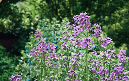 Willow-herb flowers in summer gardenの写真素材