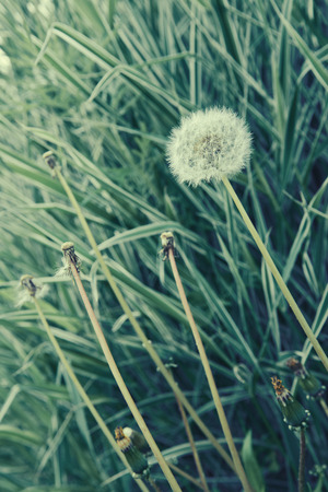 White dandelion flowers in green grass outdoor. with a vintage retro filterの写真素材