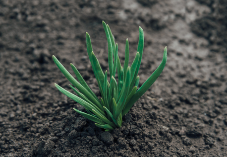 Green onion is growing in the garden on fertile soilの写真素材