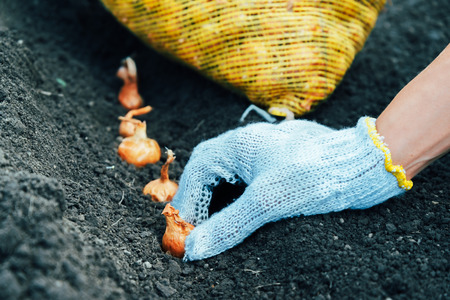 Female hands are planting onion seedlings in the soil, agricultureの写真素材