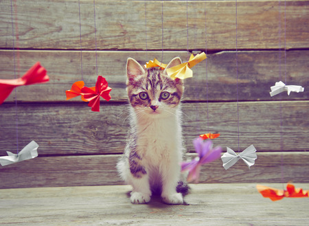 Cute little kitten is sitting among origami ribbons on wooden backgroundの写真素材
