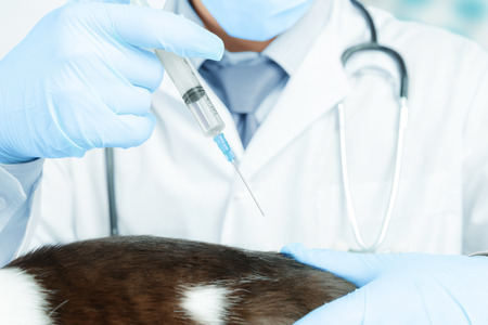 Unrecognizable male doctor veterinarian makes therapeutic injection a catの写真素材