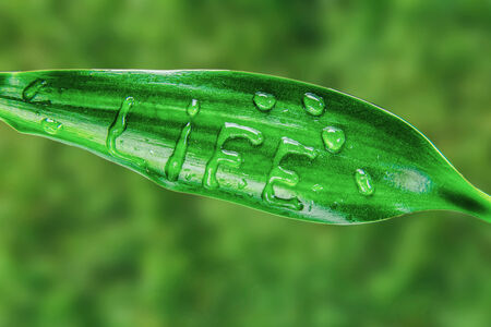 Word life is written on green leaf by water drops on a green backgroundの写真素材
