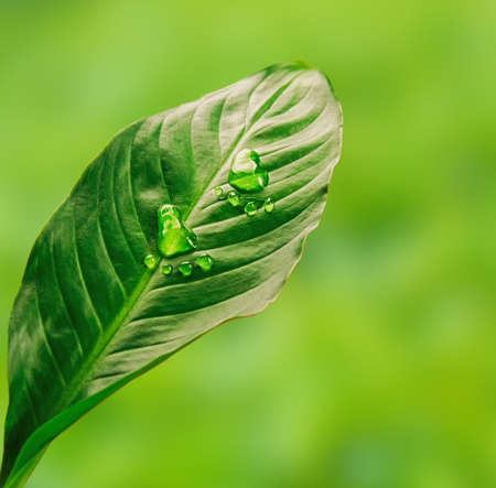 Step shape of water drops on green leafの写真素材