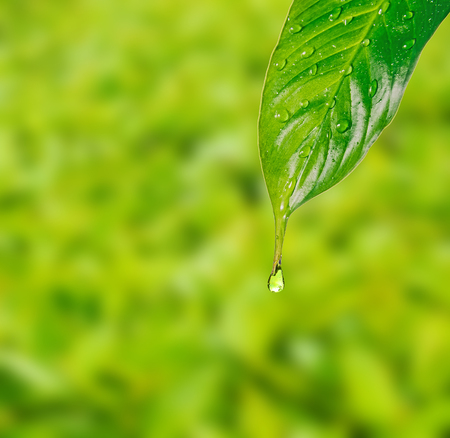 Rain drops on green leaf on a green backgroundの写真素材