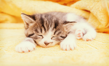 Cute little kitten sleeps on a towelの写真素材