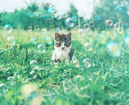 Little kitten sitting among soap bubbles on summer meadow. Image with vintage instagram filterの写真素材