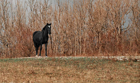 Beautiful black horse in autumn outdoorsの写真素材