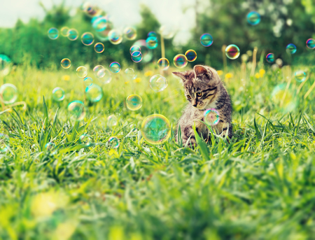 Cute kitten sitting among soap bubbles on summer grassの写真素材