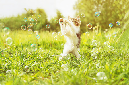 Little kitten playing with soap bubbles on summer meadow. Image with sunlight effectの写真素材