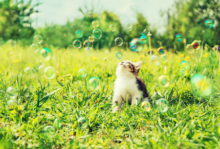 Little kitten looks on soap bubbles on summer green meadowの写真素材