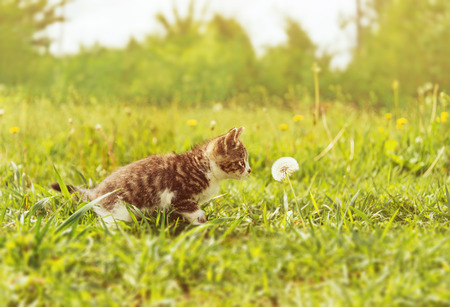 Curiosity cute kitten sniffing a dandelion on summer green meadow. Image with sunlight effectの写真素材