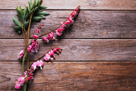 Branch of flower red bleeding heart on wooden table, top view. Space for text in right part of image.の写真素材
