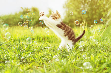 Cute little kitten playing with soap bubbles on summer grass outdoor. Image with sunlight effectの写真素材