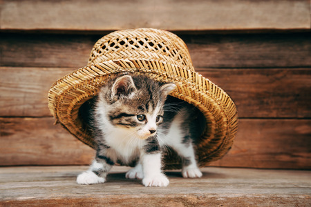 Curiosity little kitten under the hat on wooden backgroundの写真素材