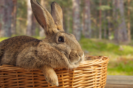Cute brown bunny in a basket in the nature.の写真素材