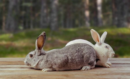 Two beautiful rabbits sit on a wooden table on natureの写真素材