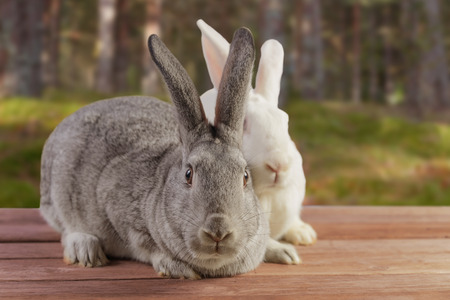 Two cute rabbits sit on a wooden table on natureの写真素材