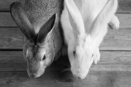 Two rabbits on a wooden table, top view, black-and-white imageの写真素材
