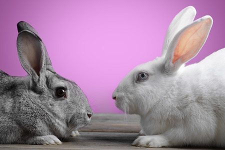 Couple of rabbits look at each other on a pink backgroundの写真素材