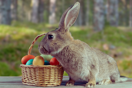 Easter bunny with basket of colored eggs on a wooden table on natureの写真素材