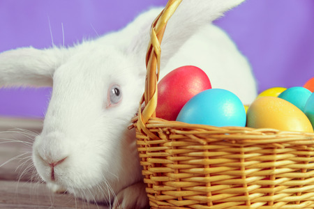 Easter white rabbit sits near a basket with colored eggs on a wooden table