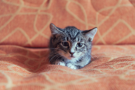 Cute tabby kitten is lying on the couchの写真素材