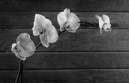 Orchid on a wooden background, monochrome image, space for textの写真素材