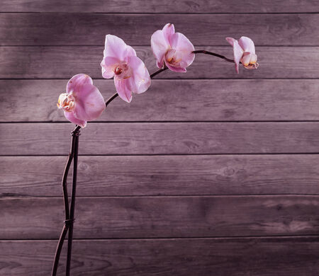 Pink orchid on a wooden background, space for textの写真素材