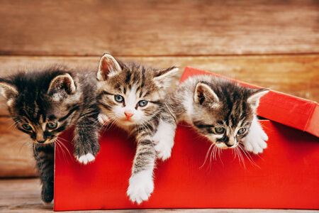 Little three cute kittens sitting in a red box on wooden backgroundの写真素材