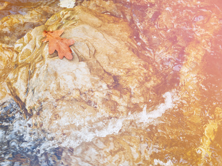 One autumn yellow oak leaf on stone in streamの写真素材
