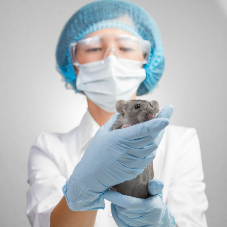 Veterinarian woman holding a ratの写真素材