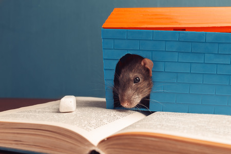 Gray mouse is sitting in the house on the bookの写真素材