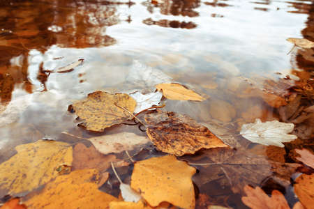 Autumn leaves on the water, close-upの写真素材