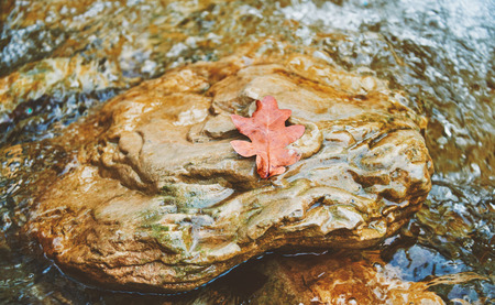 Autumn yellow dry oak leaf on stone in creekの写真素材