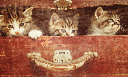 Beautiful curiosity kittens in vintage suitcase on a wooden background. Vintage imageの写真素材