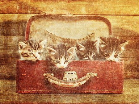 Four little kittens sitting in vintage suitcase on wooden . Image with sunlight effect. Vintage imageの写真素材