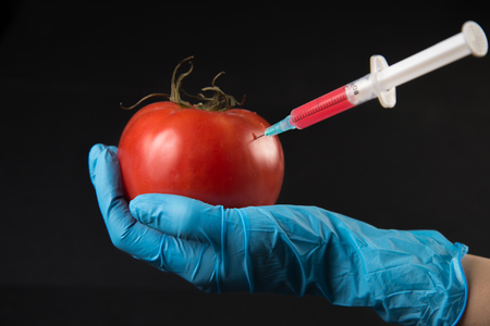 Scientist holds tomato  with syringe on a black backgroundの写真素材