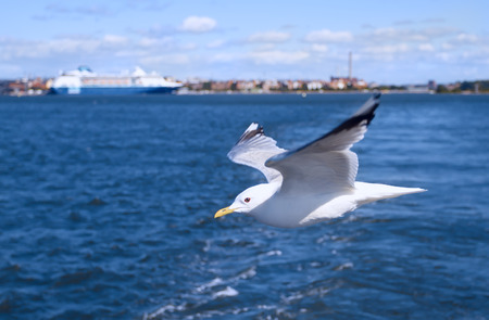 Seagull soars low on the sea coastの写真素材