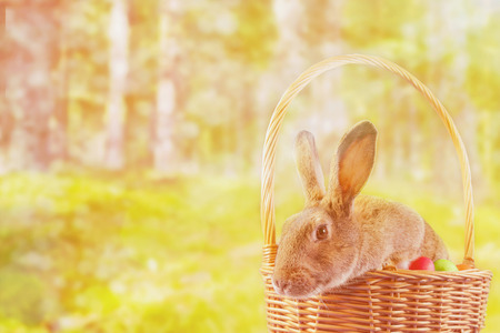 Brown Easter rabbit sits in a basket in the park. Image with sunlight effectの写真素材