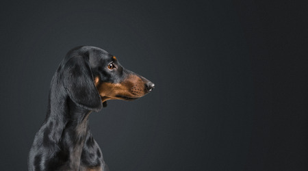 Dog dachshund looking to the side on black background. Space for text in right part of imageの写真素材