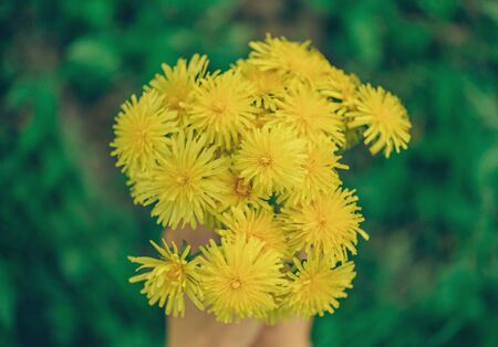 Hands with bouquet of yellow dandelions, top view, close-up. の写真素材